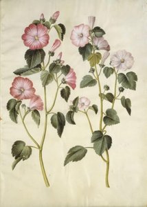 Lavatera trimestris (mamelucchi)