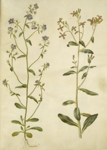 Legousia speculum-veneris (specchio di Venere); Hesperis tristis (violaciocca triste) da Hans Simon Holtzbecker