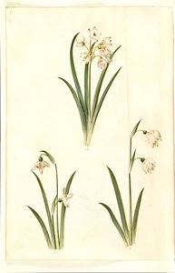 Leucojum aestivum (campanellino estivo); Galanthus nivalis (bucaneve comune); Leucojum vernum (campanellino di primavera) da Hans Simon Holtzbecker