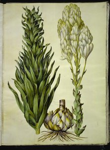 Lilium candidum (giglio della Madonna)