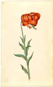 Lilium chalcedonicum (giglio turco rosso)