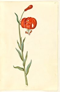 Lilium chalcedonicum (giglio rosso)