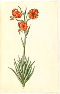 Lilium pomponium