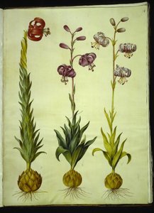 Lilium pomponium (giglio pompon); Lilium martagon (giglio martagone)