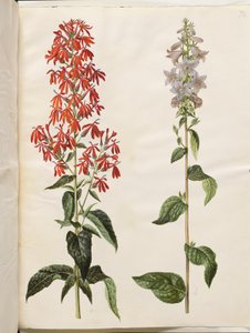Lobelia cardinalis (lobelia cardinale); Campanula latifolia (campanula a foglie larghe)