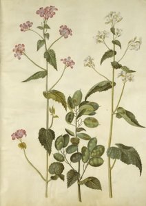 Lunaria annua (monete di Giuda)