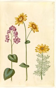Lunaria annua (monete di Giuda); Doronicum pardalianches (doronico a foglie cuoriformi); Adonis vernalis (adonide di primavera) da Hans Simon Holtzbecker