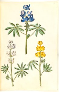 Lupinus pilosus (lupino blu); Lupinus albus (lupino bianco); Lupinus luteus (lupino giallo) da Hans Simon Holtzbecker