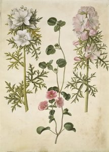 Malva moschata; Malva o Malope da Hans Simon Holtzbecker