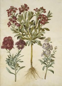 Matthiola incana da Hans Simon Holtzbecker