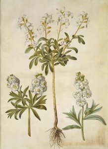 Matthiola incana (levkoi invernale) da Hans Simon Holtzbecker