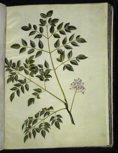Melia azedarach (albero paternoster)