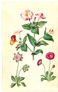 Mirabilis jalapa (bella di notte); Bellis perennis (margherita comune) da Hans Simon Holtzbecker