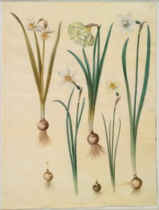 Narcissus ×medioluteus (narciso a due fiori); Narcissus pseudonarcissus; Narcissus (narciso); Narcissus poeticus (narciso dei poeti); Narcissus ×tenuior