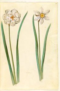 Narcissus poeticus (narciso) da Hans Simon Holtzbecker