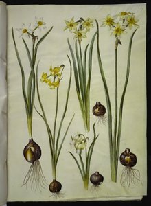 Narcissus poeticus; Narcissus triandrus; Narcissus × medioluteus