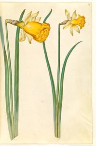 Narcissus pseudonarcissus (narciso)