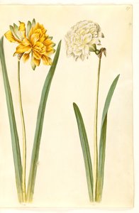 Narcissus pseudonarcissus (narciso) da Hans Simon Holtzbecker
