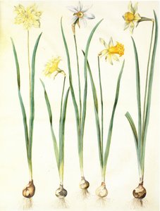 Narcissus pseudonarcissus, Narcissus poeticus, Narcissus × incomparabilis da Hans Simon Holtzbecker