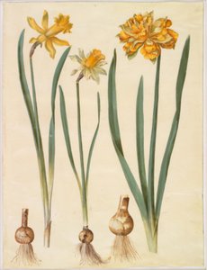 Narcissus pseudonarcissus major (grande narciso); Narcissus pseudonarcissus bicolor (narciso bicolore); Narcissus pseudonarcissus da Hans Simon Holtzbecker