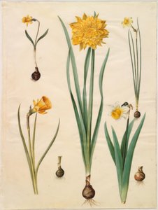 Narcissus pseudonarcissus minor; Narcissus pseudonarcissus (narciso); Narcissus ×tenuior; Narcissus bulbocodium (narciso crinolina); Narcissus pseudonarcissus bicolor (narciso bicolore) da Hans Simon Holtzbecker