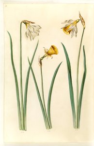Narcissus pseudonarcissus moschatus (narciso muschiato); Narcissus bulbocodium (narciso crinolina); Narcissus pseudonarcissus (narciso giallo) da Hans Simon Holtzbecker