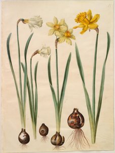 Narcissus pseudonarcissus moschatus (narciso muschiato); Narcissus ×medioluteus (narciso a due fiori); Narcissus pseudonarcissus major (grande narciso) da Hans Simon Holtzbecker