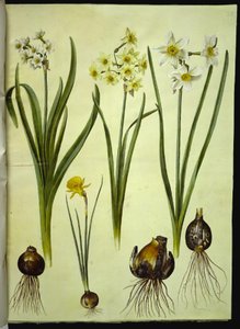 Narcissus tazetta (tazet); Narcissus ×medioluteus (narciso a due fiori); Narcissus bulbocodium (narciso crinolina)