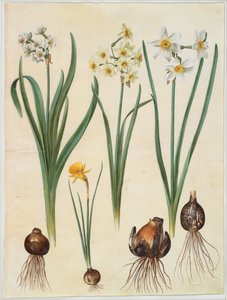 Narcissus tazetta; Narcissus orientalis; Corbularia bulbocodium da Hans Simon Holtzbecker