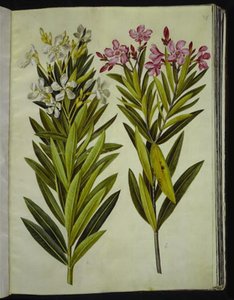 Nerium oleander (oleandro) da Hans Simon Holtzbecker