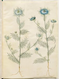 Nigella damascena (damigella verde) da Hans Simon Holtzbecker