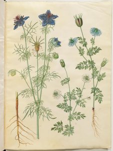 Nigella hispanica (diavolo nel cespuglio); Nigella sativa (cumino nero)
