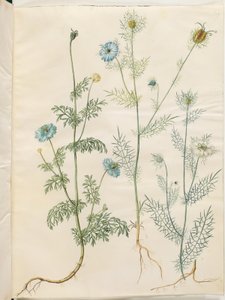Nigella sativa (cumino nero); Nigella damascena (fanciulla nei verdi) da Hans Simon Holtzbecker