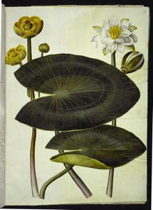 Nuphar lutea (ninfea gialla); Nymphaea alba (ninfea bianca) da Hans Simon Holtzbecker