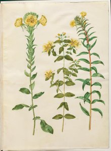 Oenothera biennis (enotera biennale); Hypericum hircinum (iperico puzzolente); Oenothera rubricaulis (enotera a frutto rosso) da Hans Simon Holtzbecker