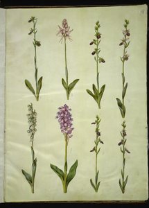 Ophrys apifera o Ophrys sphegodes (bi-flueblomst o tidlig flueblomst); "Orchis simia" (fantasiblomst); Ophrys apifera (bi-flueblomst); Orchis (gøgeurt); Orchis militaris (ridder-gøgeurt); Ophrys insectifera (almindelig flueblomst)