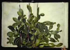Opuntia ficus-indica, Opuntia humifusa o Opuntia monacantha (specie di fico d