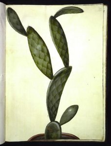 Opuntia monacantha (fico d