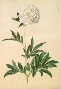 Paeonia lactiflora (peonia di seta) da Hans Simon Holtzbecker