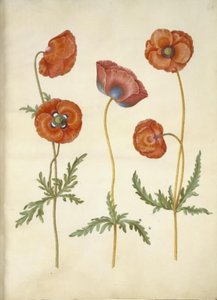 Papaver rhoeas (papavero comune)