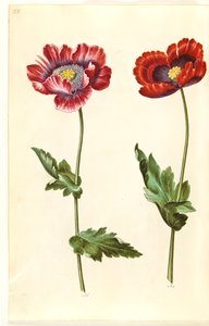 Papaver somniferum da Hans Simon Holtzbecker