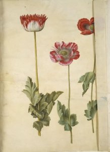 Papaver somniferum (papavero da oppio) da Hans Simon Holtzbecker