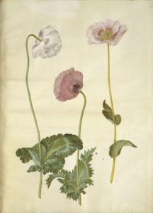 Papaver somniferum (papavero da oppio)