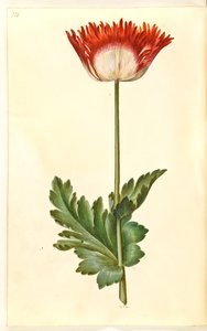 Papaver somniferum (papavero da oppio) da Hans Simon Holtzbecker