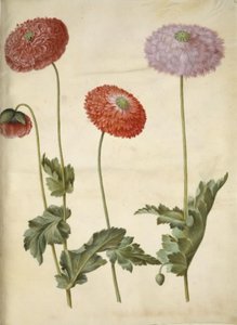 Papaver somniferum (papavero da oppio)