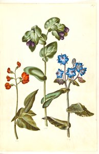 Phaseolus coccineus (fagiolo rampicante); Cerinthe major (cerinthe maggiore); Borago officinalis (borragine) da Hans Simon Holtzbecker