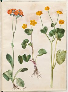 Pilosella aurantiaca (pilosella arancione); Caltha palustris (calta palustre)