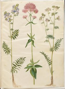 Polemonium caeruleum (scala di Giacobbe comune); Centranthus ruber (valeriana rossa)