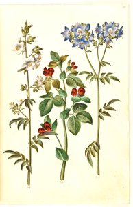 Polemonium caeruleum; Lotus tetragonolobus