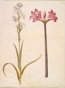 Polianthes tuberosa (tuberosa); Amaryllis belladonna (belladonnalilje)